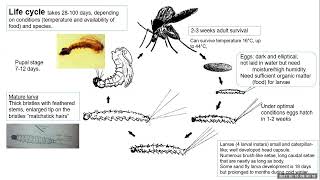 Overview of phlebotomine sand fly vectors of Leishmaniasis [upl. by Kirstin]