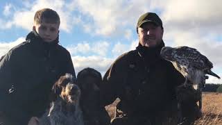 Goshawk Oleg 2018  Hunting in Scotland  Part 1 [upl. by Erimahs]