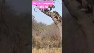 LION VS LEOPARD FIGHTING lion leopard leopardgecko epicfight epicpartner bigcat [upl. by Andie]