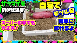 スーパーのサツマイモで栽培用の芋ヅルを作ろう｜GWまで間に合うよ【さつまいも育て方】 [upl. by Ueihtam]