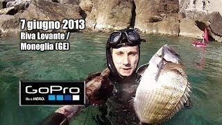 Pesca Sub  Liguria Moneglia saraghi in 1 mt dacqua  Spearfishing Chasse sousmarine [upl. by Peer831]