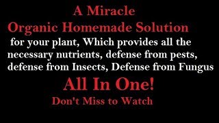 How to Make Organic Homemade Fungicide Insecticide Pesticide Fertilizer All in One [upl. by Aloise]