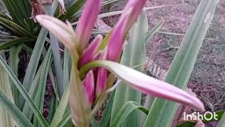 Crinum powellii Plant  Swamp Lily Plant [upl. by Ardnosak]