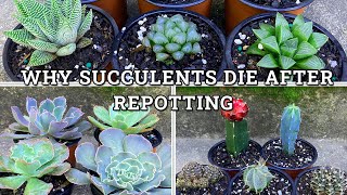 Why Succulents Die After Repotting 6 Main Reasons [upl. by Hanford263]