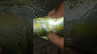 sundarban river gold vola fish [upl. by Shatzer]