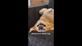 When your dog has selective hearing and can literally sleep through ANYTHING Unless of course there [upl. by Eiramanin]