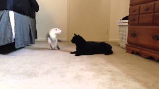 Cat Ferret play fighting [upl. by Lenna]