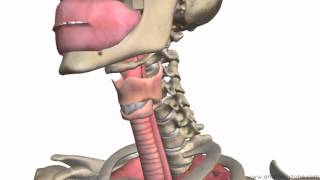 Respiratory System Introduction  Part 1 Nose to Bronchi  3D Anatomy Tutorial [upl. by Hazrit]