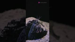 Mantis Shrimp The Ultimate Claw Communicators 🦐 [upl. by Odlanor]