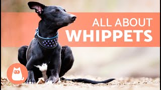 WHIPPET Dog Breed 🐶  Characteristics Care and Health 🐾 [upl. by Niwle]