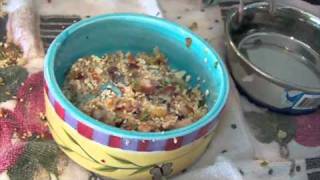 ENGLISH BUDGIES PARAKEETS QUAKER PARROTS EATING NEW RECIPE [upl. by Teryn653]