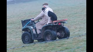 Lot 114 Dewi Jac  13 Nov 2024  Farmers Marts Dolgellau Online Sheepdog Auction  SOLD [upl. by Leanora]