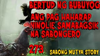 273 BERTUD NG BUBUYOG ANG PAGSAGUPA NINOLIE SAMALAKAS NA SABONGERO TRUE STORY TAGALOG [upl. by Llertrac350]