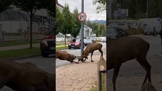 ZAKOPANE JELENIE NA ULICY 🦉 [upl. by Ancier]