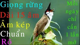 Bird song Chào mào hót giọng hay chuẩn giọng rừng 15 âm kép  Mỗi ngày mở ép giọng 1 lần [upl. by Schroder]