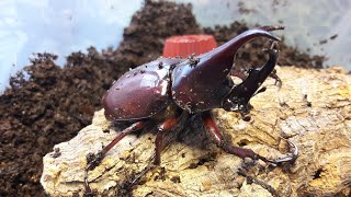 Xylotrupes gideon sumatrensis An introduction [upl. by Enilaf935]