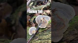 Fungi of Tadley Common tadley mushrooms tadleycommmon [upl. by Ahsitahs]