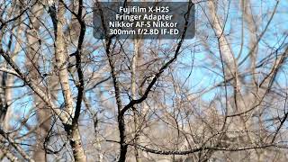 Fujifilm XH2S 4k Test with Fringer AdapterNikkor Lenses [upl. by Jacenta533]