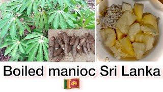 Manioc recipe Sri Lanka [upl. by Loy449]