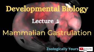 Mammalian Gastrulation Developmental Biology [upl. by Eniamahs576]