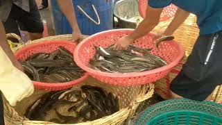 Cambodias largest fish market [upl. by Oidivo]