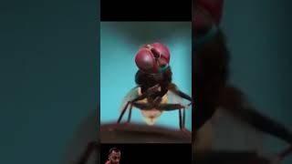 EEGA 2 Hindi trailer ss Rajamouli Ram charan samantha shorts video [upl. by Earahs]