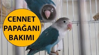 Cennet Papağanlarının Bakımı ve Cinsiyet Ayrımı [upl. by Gaelan86]