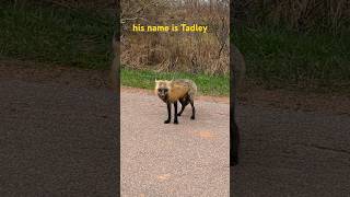 His name is Tadley fox dontfeedthewildlife animals [upl. by Norman743]