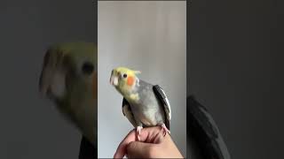 Riki The cockatiel Singing happily in the Morning 🌄 [upl. by Jadwiga]