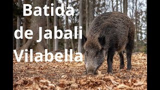 Batida de Jabali en Vilabella [upl. by Tonneson189]