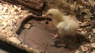 Live Feeding Video Graphic Content Highonsnakes Crotalus Horridus delivers death by venom to chick [upl. by Westley448]