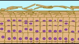 AP1 SKIN KERATINIZATION IN EPIDERMIS [upl. by Lanford]