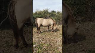 Wild Horses UK  4 [upl. by Kusin194]