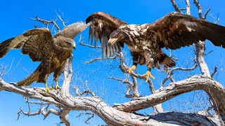 Eagle vs Hawk Facts differences and Habitat  Birds Documentary [upl. by Nnaillij]