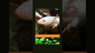 quotThe Incredible Axolotl Natures Regeneration Championquot Axolotol  YTShorts  Wonderful Creature [upl. by Yrahca645]