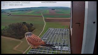 Strzelce Opolskie Orange PL  Kestrels Male on doorstep on landng departure  2024 11 20 08 05 [upl. by Nodmac]