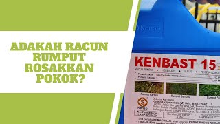 Benarkah Racun Lalang Rosakkan Pokok landskap gardening [upl. by Rick]