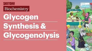 Glycogen Synthesis amp Glycogenolysis Biochemistry  USMLE Step 1  Sketchy Medical [upl. by Perceval]