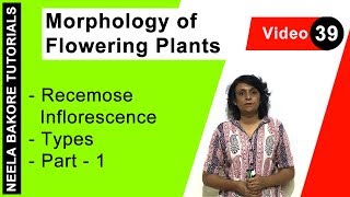 Morphology of Flowering Plants  NEET  Recemose Inflorescence  Types  Part  1  Neela Bakore [upl. by Aneem423]