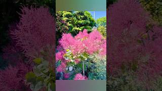 成長したスモークツリー shots smoketree smokebush [upl. by Lemahs]