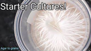 Starter cultures inoculation [upl. by Paine]