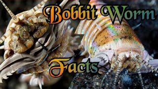 Scary Bobbit worm eating and amazing facts  Bobbit worm documentary  Bobbit worm hunting [upl. by Hairym]