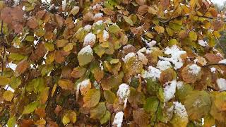 Copper beech  leaves in the snow  November 2024 [upl. by Ennyrb902]