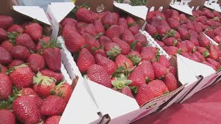 Ponchatoula Strawberry Fest is Back [upl. by Yehus555]