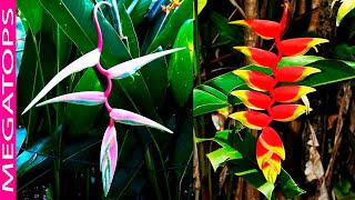 10 Heliconias Tropicales Muy Hermosas y Coloridas [upl. by Onitram]