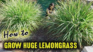 Grow HUGE Lemongrass Plants In Your Garden [upl. by Nibor]