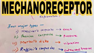 Mechanoreceptor  Types of Mechanoreceptor [upl. by Aissatsan699]