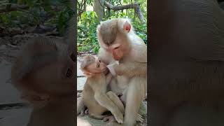 Awesome family the pigtail monkey shorts 000056 [upl. by Enitsirk]