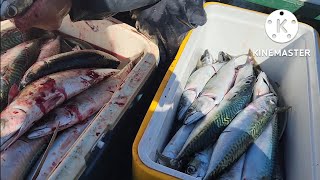 100322 capitola mackerel fishing 🎣 [upl. by Ia]