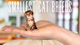 Top 7 Most Smallest Cat Breeds In The World [upl. by Plotkin]